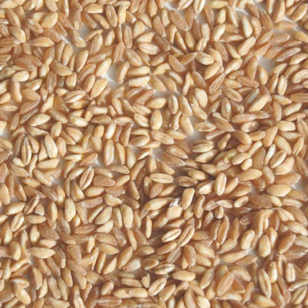 Farro - Semi-Pearled - Organic - Timeless Natural Food