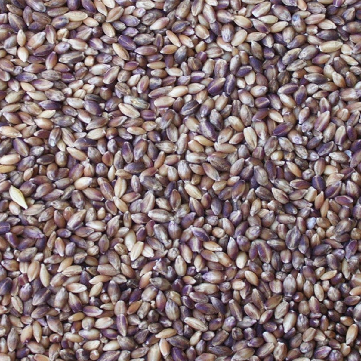 Barley - Semi-Pearled Purple Prairie - Organic - Timeless Natural Food
