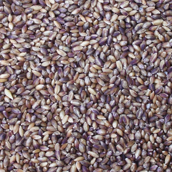 Barley - Semi-Pearled Purple Prairie - Organic - Timeless Natural Food