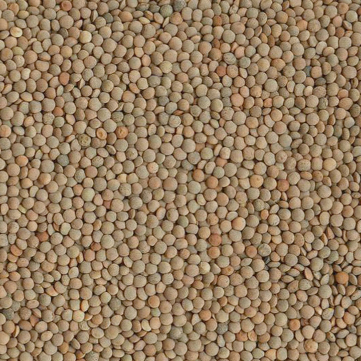 Lentils - Spanish Brown - Organic - Timeless Natural Food